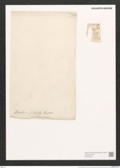 Denticula subtilis Grun. (de-Toni-Nr.: Genus 49, Species 2198) Zeichnungen Sammlung Grunow (NHMW-BOT-W0372613)